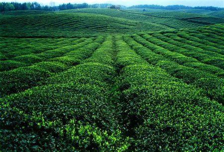 富硒茶,有機(jī)硒肥