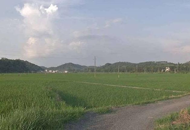 富硒農產品,富硒農業(yè),富硒葉面肥