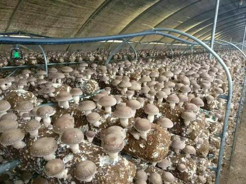 菌菇用硒肥的價格是多少？